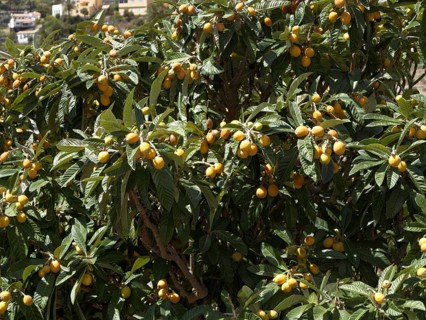 Loquat or Japanese Plum (Eriobotrya japonica) with fruit