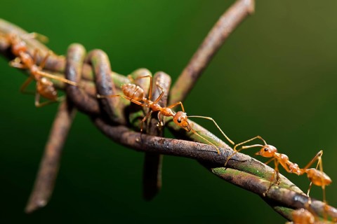 Asian Weaver Ants (Oecophylla smaragdina) on barbed wire