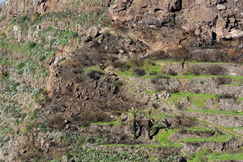 Partially burned mountainside