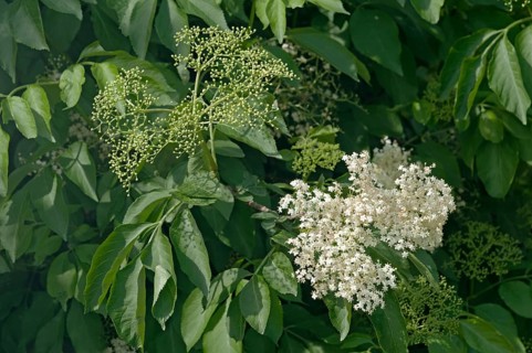 Inflorescence of Black Elder or Elderberry (Sambucus nigra)