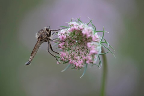 Robberfly (Machimus rusticus)