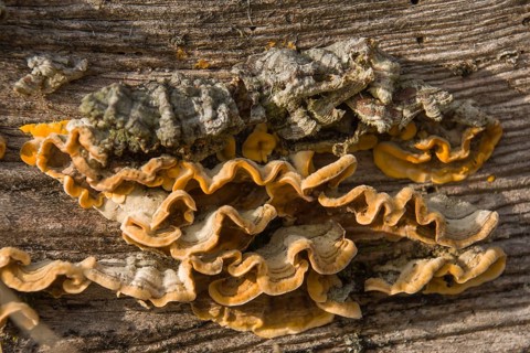 Hairy Curtain Crust (Stereum hirsutum)