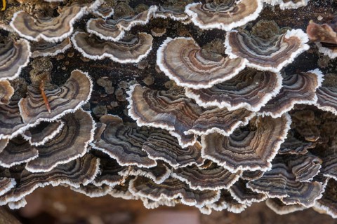 Turkey Tail (Trametes versicolor) on the trunk of a beech