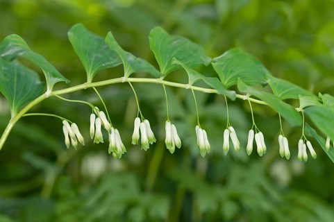 Solomon's Seal