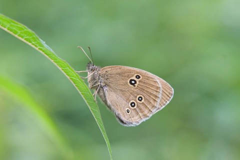 Ringlet butterfly (Aphantopus hyperantus)