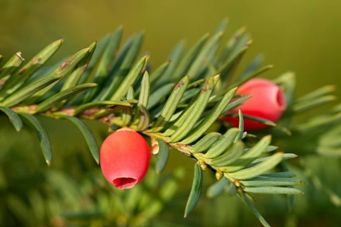 English Yew or European Yew (Taxus baccata)