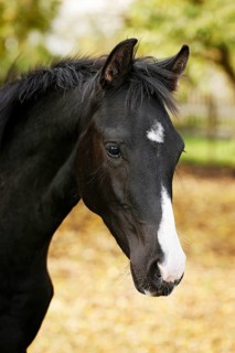 Black Wuerttemberg foal