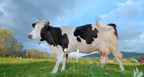 Cow on pasture