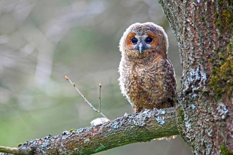 Young Tawny Owl or Brown Owl (Strix aluco) perched on a tree