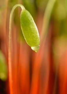 Creeping feather-moss (Amblystegium serpens)