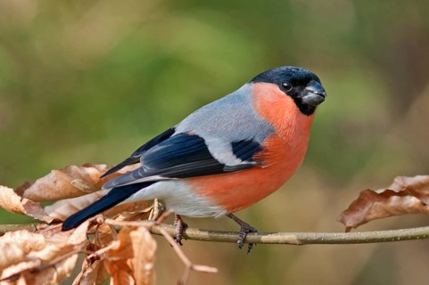 Bullfinch or Eurasian Bullfinch (Pyrrhula pyrrhula)