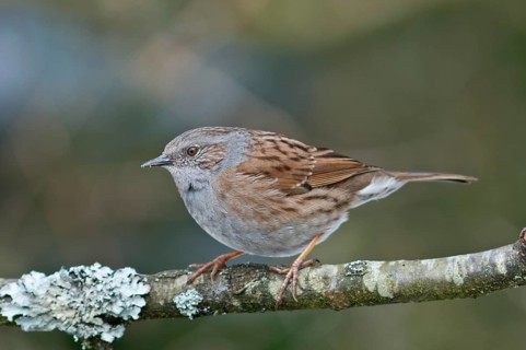 Dunnock