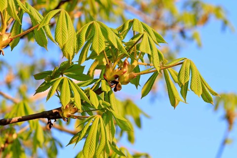 Horse Chestnut (Aesculus hippocastanum)