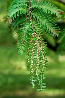 Male cones of the Dawn Redwood (Metasequoia glyptostroboides)