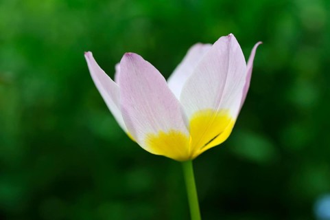 Cretan tulip (Tulipa saxatilis)