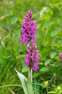 Marsh Orchid (Dactylorhiza majalis)