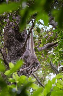 Northern Muriqui (Brachyteles hypoxanthus)