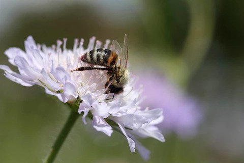 Western Honey Bee (Apis mellifera) on the flower of a Field Scabious (Knautia arvensis)
