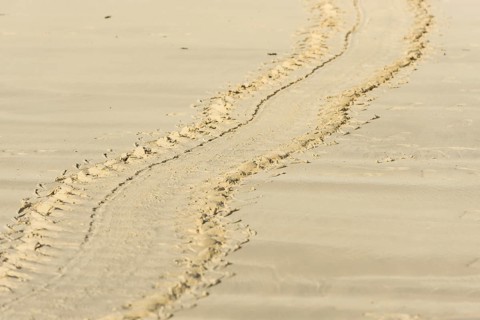 Tracks of a Green Sea Turtle or Pacific Green Turtle (Chelonia mydas japonica) on the beach