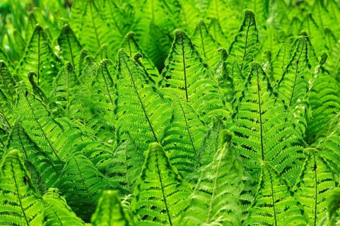 Ostrich Fern or Shuttlecock Fern (Matteuccia struthiopteris)