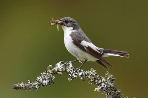 European Pied Flycatcher (Ficedula hypoleuca)