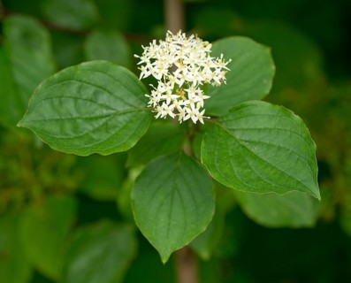 Common Dogwood (Cornus sanguinea)