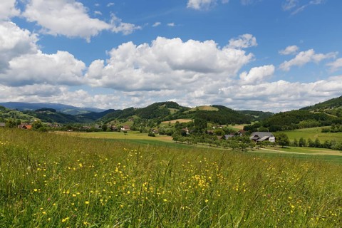 Spring meadow