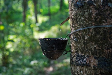 Rubber Tree (Hevea brasiliensis) with collecting vessel