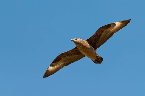 Skua (Stercorarius skua) in flight