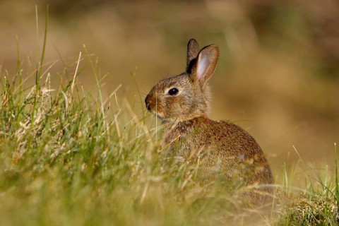 Feral Domestic Rabbit (Oryctolagus cuniculus forma domestica)