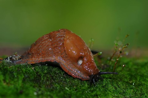 Dusky Arion slug (Arion fuscus) on moss