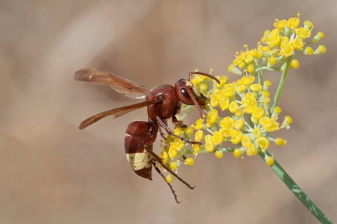 Oriental Hornet (Vespa orientalis) foraging for nectar on a Smyrnium plant (Smyrnium rotundifolium)