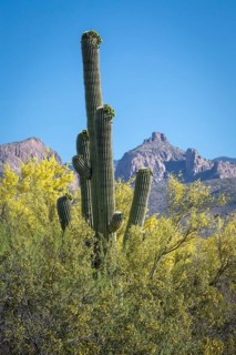 Huge Saguaro (Carnegiea gigantea) between bushes