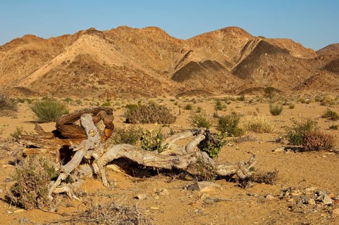 Dead Shepherds tree (Boscia) is located in the mountainous