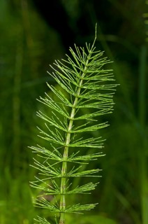 Sterile shoot of Field Horsetail (Equisetum arvense)