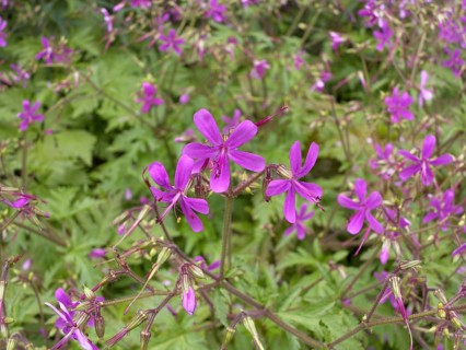 Canary Islands Geranium (Geranium canariense)
