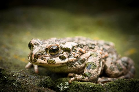 European Green Toad (Bufo viridis)