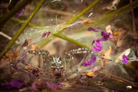 Labyrinth Spider (Agelena labyrinthica)
