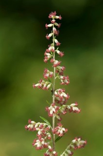 Mugwort or Common Wormwood (Artemisia vulgaris)