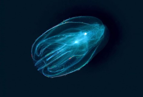 Warty comb jelly or Sea walnut (Mnemiopsis leidyi)