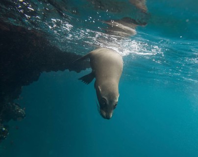 Galapagos Sea Lion (Zalophus wollebaeki) under water