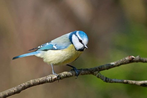 Blue Tit (Cyanistes caeruleus or Parus caeruleus)