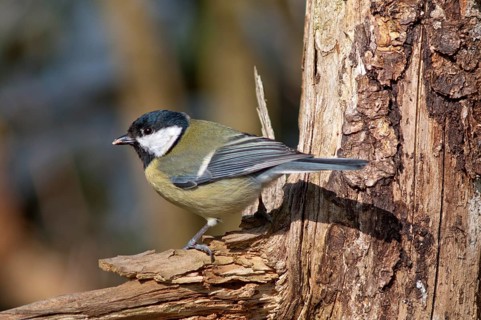 Great Tit (Parus major)