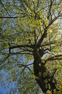 Norway Maple (Acer platanoides) in April