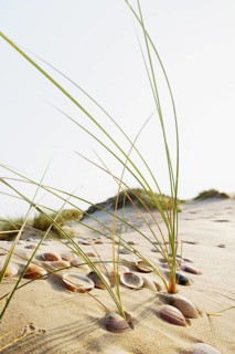 Shells and grass in the dunes