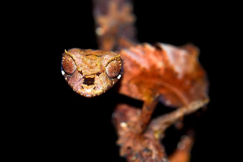 Leaf-tailed Gecko (Uroplatus fiavana)