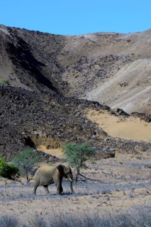African Elephant (Loxodonta africana)