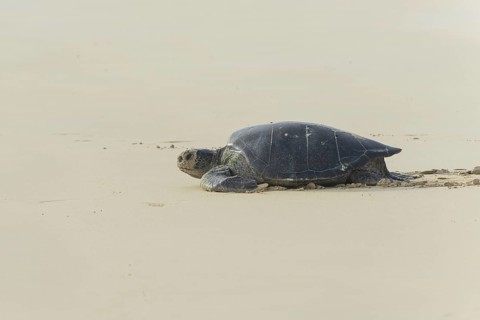 Green Sea Turtle or Pacific Green Turtle (Chelonia mydas japonica) on its way to the sea