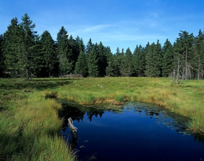 Schuetenbergmoor