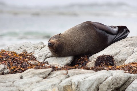 New Zealand Fur Seal (Arctocephalus forsteri) sleeping on a rock